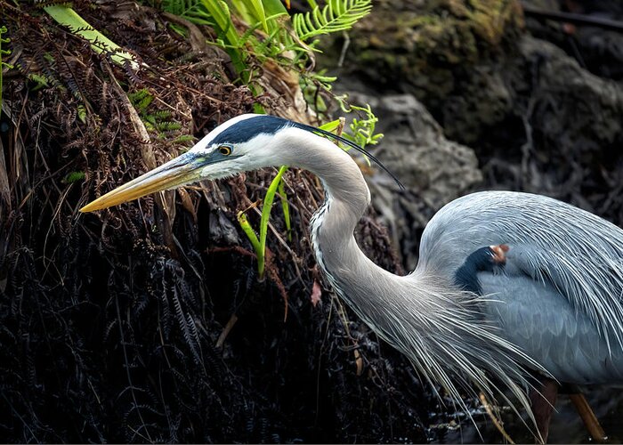 Great Blue Heron Greeting Card featuring the photograph Great Blue Heron by Bryan Williams