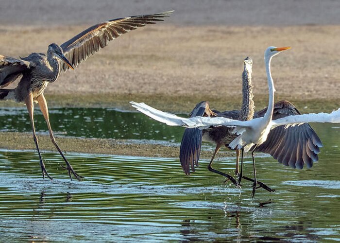 Great Blue Heron Greeting Card featuring the photograph Great Blue Heron Chase 2148-070621-2 by Tam Ryan