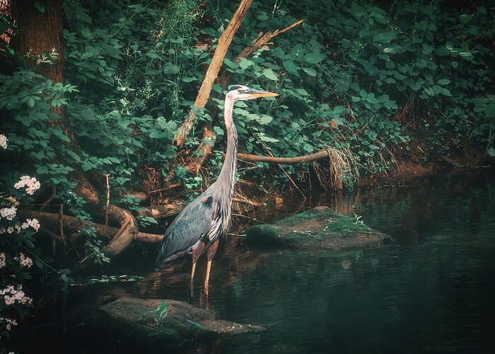 Great Greeting Card featuring the photograph Great Blue Heron Emerald Reflections by Jason Fink