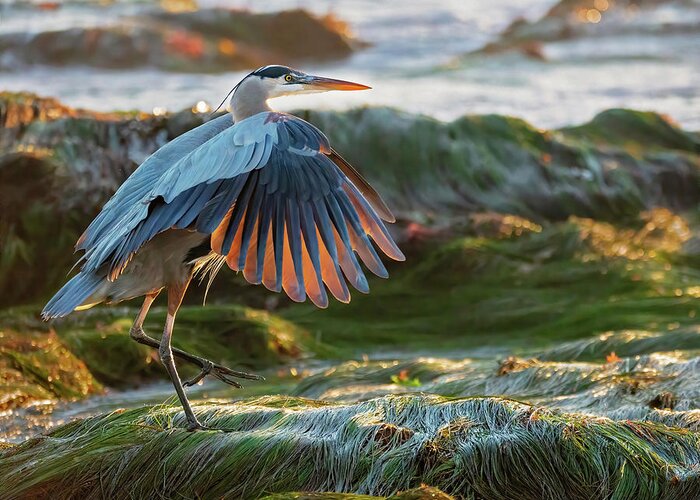 Bird Greeting Card featuring the photograph Great Blue Heron in Eelgrass by Susan Cook by California Coastal Commission