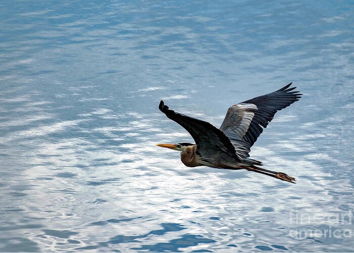 Great Greeting Card featuring the photograph Great Blue Heron In Flight by Beachtown Views