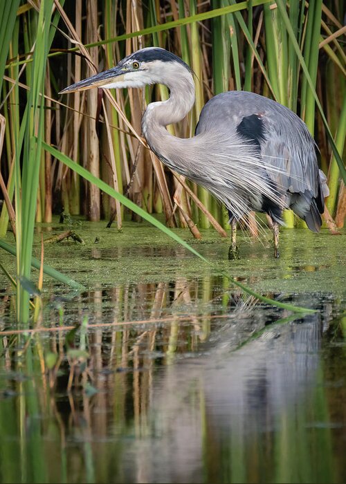 Ardea Herodias Greeting Card featuring the photograph Great Blue Heron in the Wetlands by Dawn Currie