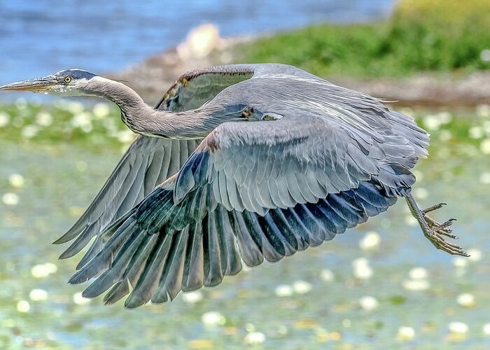 Blue Heron Greeting Card featuring the photograph Great Blue Heron by Jerry Cahill