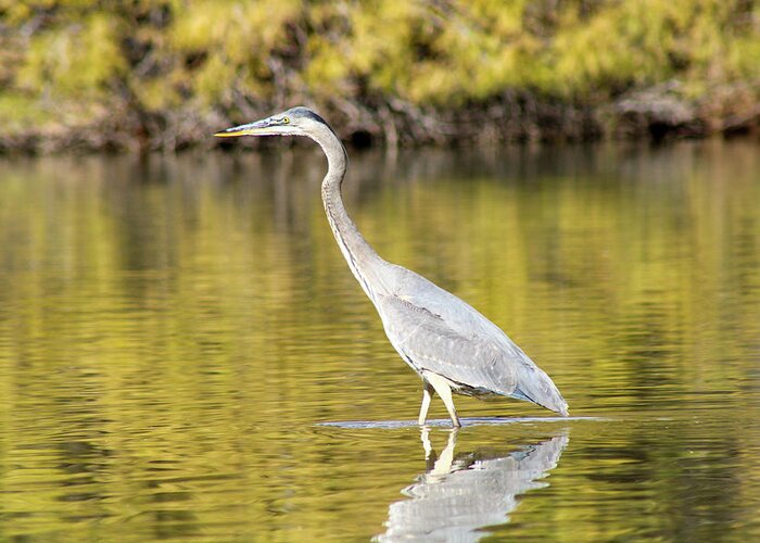 Heron Greeting Card featuring the photograph Great Blue Heron by Ryan Dougherty