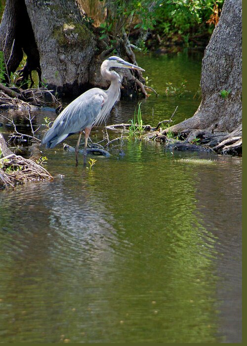 Great Blue Heron Greeting Card featuring the photograph Great Blue Heron by Suzanne Gaff