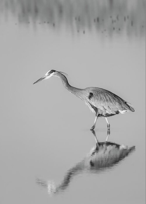 Great Blue Avian Greeting Card featuring the photograph Great Blue Herons BW by Susan Candelario