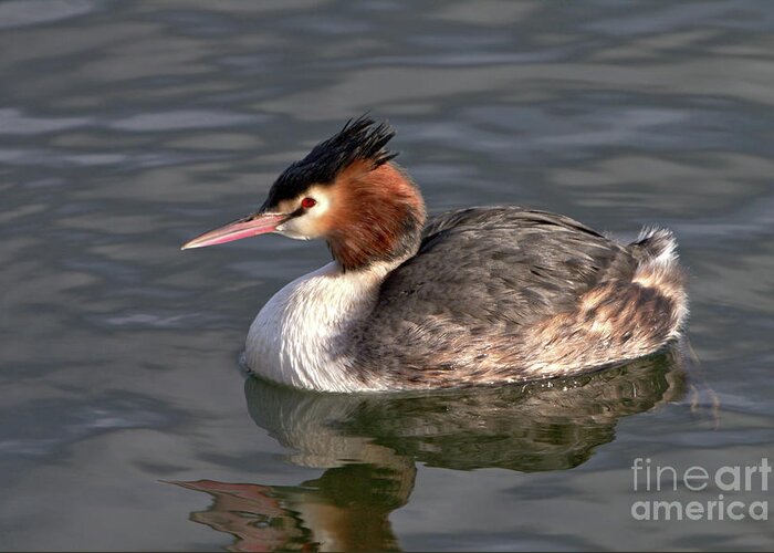 Nature Greeting Card featuring the photograph Great Crested Grebe by Baggieoldboy