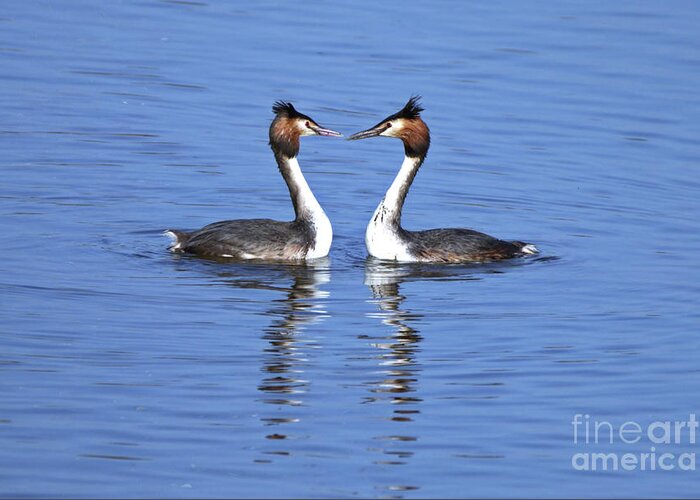Birds Greeting Card featuring the photograph Great Crested Grebes by Stephen Melia