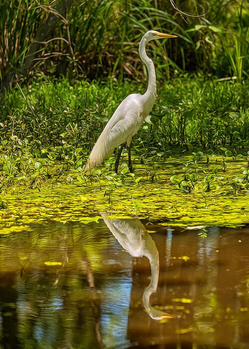 Great Egret Greeting Card featuring the photograph Great Egret 01 OP by Jim Dollar