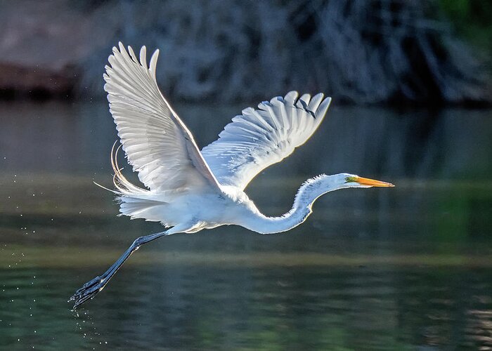 Great Egret Greeting Card featuring the photograph Great Egret 5482-061820-2 by Tam Ryan