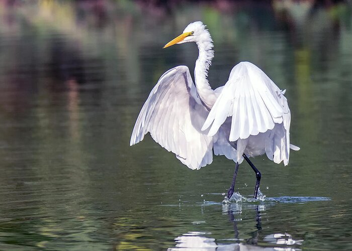 Great Egret Greeting Card featuring the photograph Great Egret 7080-080320-2 by Tam Ryan