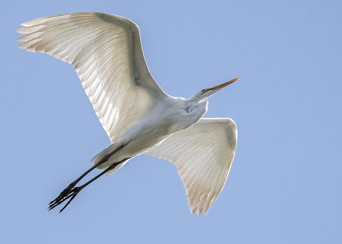 Great Egret Greeting Card featuring the photograph Great Egret 8593-101221-2 by Tam Ryan