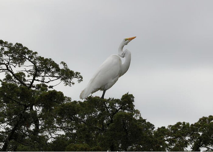 Great Egret Greeting Card featuring the photograph Great Egret Balanced by Doolittle Photography and Art