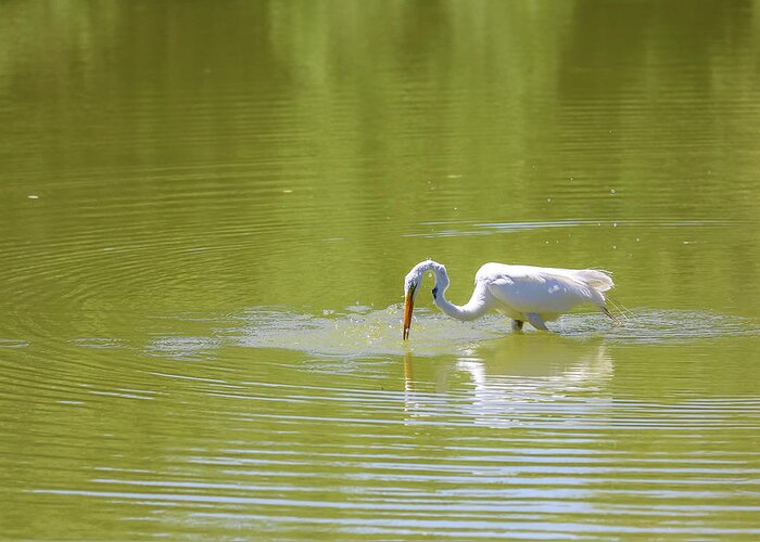 2020 Greeting Card featuring the photograph Great Egret Fishing by Dawn Richards