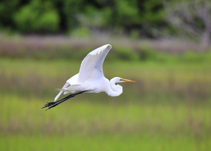 Great Egret Greeting Card featuring the photograph Great Egret In Flight by Scott Burd