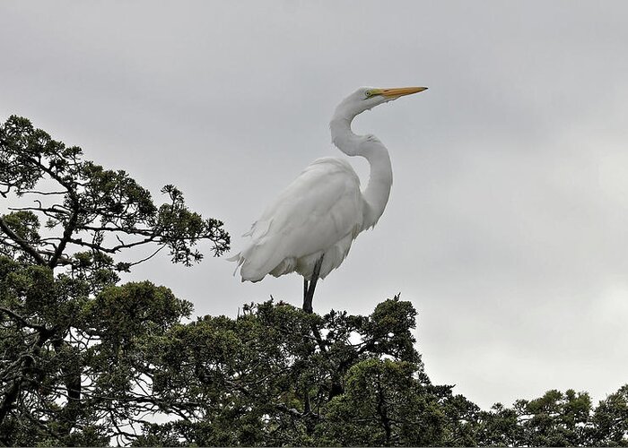 Great Egret Greeting Card featuring the photograph White Egret Posed by Doolittle Photography and Art