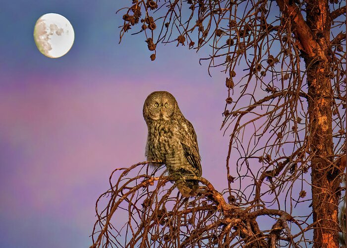 Great Gray Owls Greeting Card featuring the photograph Great Gray Owl in the Moonlight by Judi Dressler