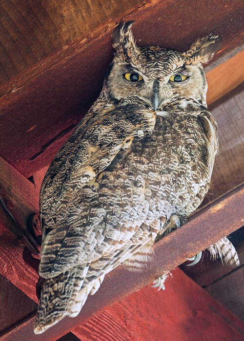Loree Johnson Photography Greeting Card featuring the photograph Great Horned Barn Owl by Loree Johnson