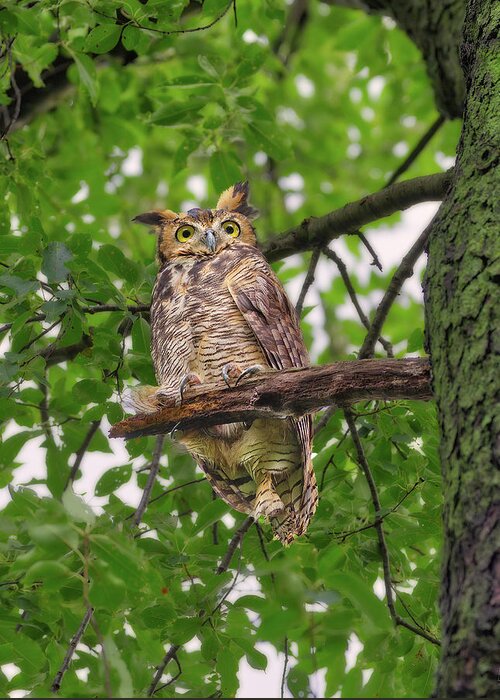 Great Horned Owl Greeting Card featuring the photograph Great Horned Owl after a rain, being pestered by crows and a squirrel by Peter Herman
