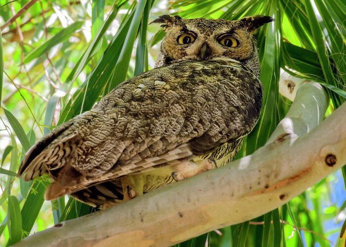 Great Horned Greeting Card featuring the photograph Great Horned Owl h20322 by Mark Myhaver