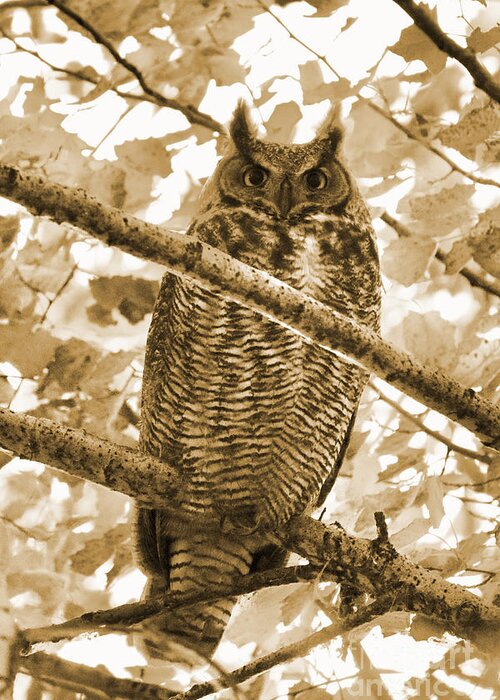 Owl Greeting Card featuring the photograph Great Horned Owl in Tree - Sepia by Carol Groenen