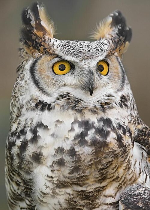 Great Horned Owl Greeting Card featuring the photograph Great Horned Owl by Jim Hughes