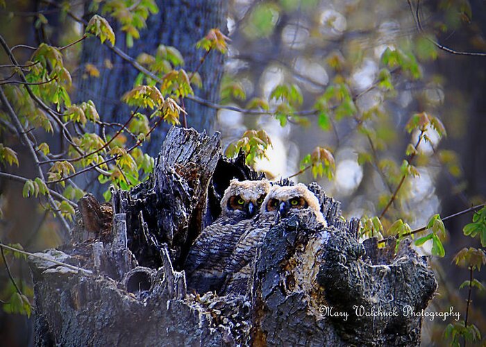 Owls Greeting Card featuring the photograph Great Horned Owlets by Mary Walchuck