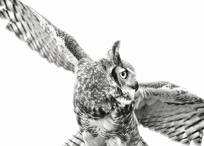 Black Greeting Card featuring the photograph Great Horned Own in Black and White by Carolyn Hutchins