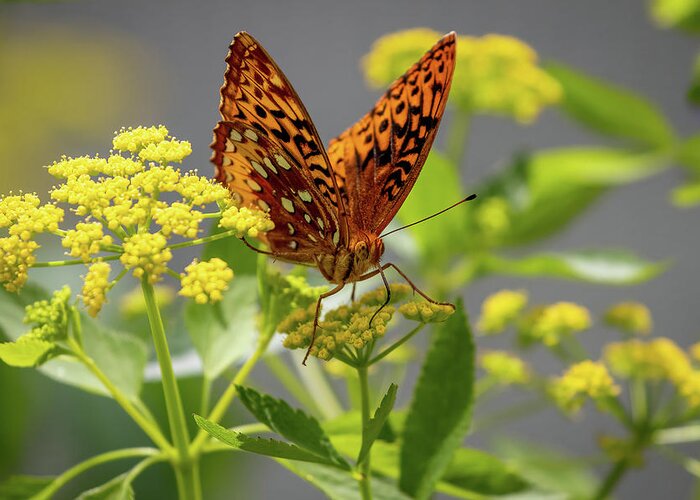 Butterfly Greeting Card featuring the photograph Great Spangled Fritillary Butterfly by Allin Sorenson
