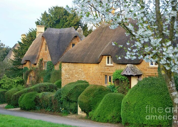 Great Tew Greeting Card featuring the photograph Great Tew thatch and blossom. by David Birchall