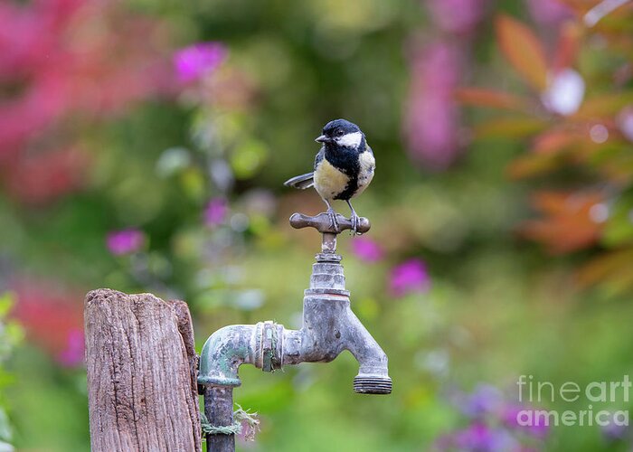 Great Tit Greeting Card featuring the photograph Great Tit on an Old Garden Water Tap by Tim Gainey
