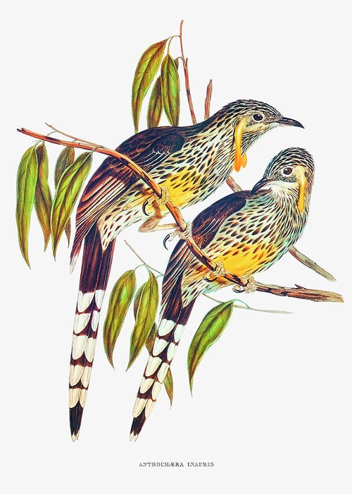 Great Wattled Honeyeater Greeting Card featuring the drawing Great Wattled Honeyeater by Elizabeth Gould