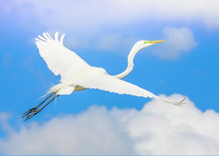 Great White Egret Greeting Card featuring the photograph Great White Egret Ascending by Mark Andrew Thomas