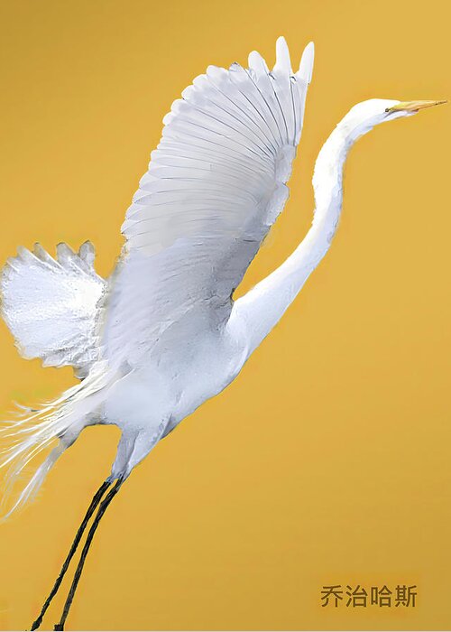 Great White Egret Greeting Card featuring the mixed media Great White Egret in Flight by George Harth