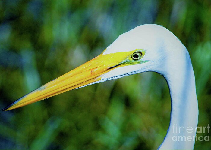 Great White Egret Greeting Card featuring the photograph Great white egret profile in arctic blues by Joanne Carey