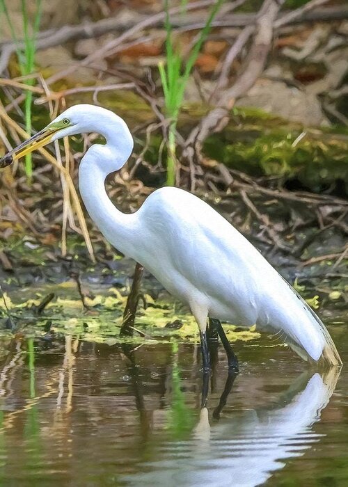 Egret Greeting Card featuring the photograph Great White Egret by Susan Rydberg