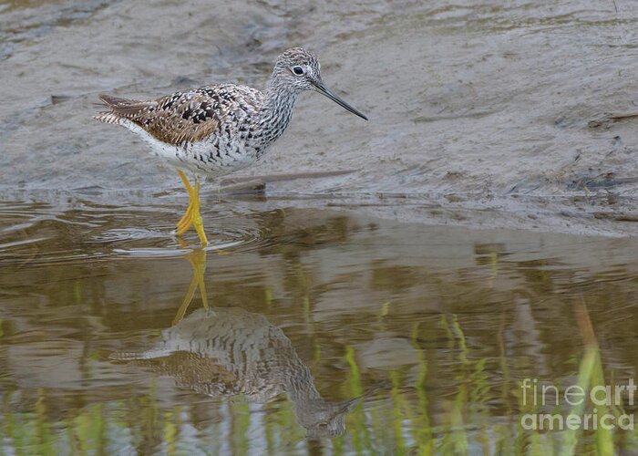 Greater Yellowlegs Greeting Card featuring the photograph Greater Yellowlegs Wading in Skagit River Delta #1 by Nancy Gleason