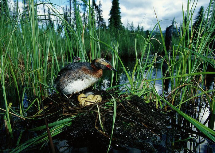00160965 Greeting Card featuring the photograph Grebe with Chick Tending Eggs by Michael Quinton