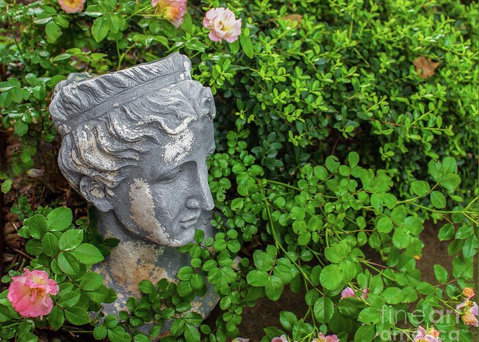 Tea Roses Greeting Card featuring the photograph Grecian head in tea rose garden by Susan Vineyard