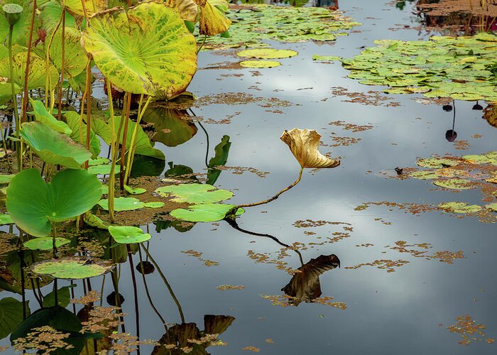 Pond Plants Greeting Card featuring the photograph Green and Gold Pond Plants by Cate Franklyn