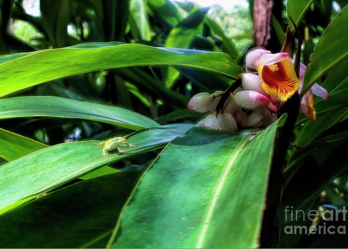 Green Anole And Shell Ginger. Green Anole Greeting Card featuring the photograph Green Anole And Shell Ginger by Felix Lai
