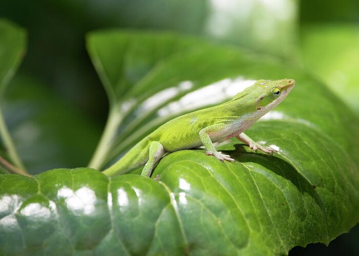 Nature Greeting Card featuring the photograph Green Anole by David Salter