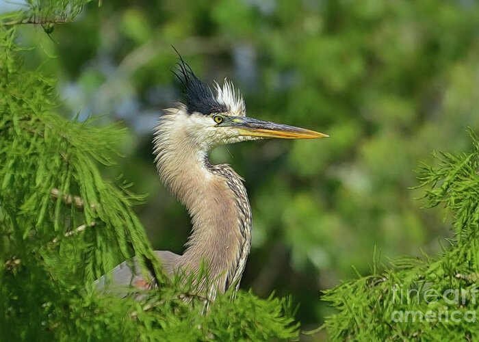 Blue Heron Greeting Card featuring the photograph Green Blue Heron in the Cypress trees. by Kathy Baccari