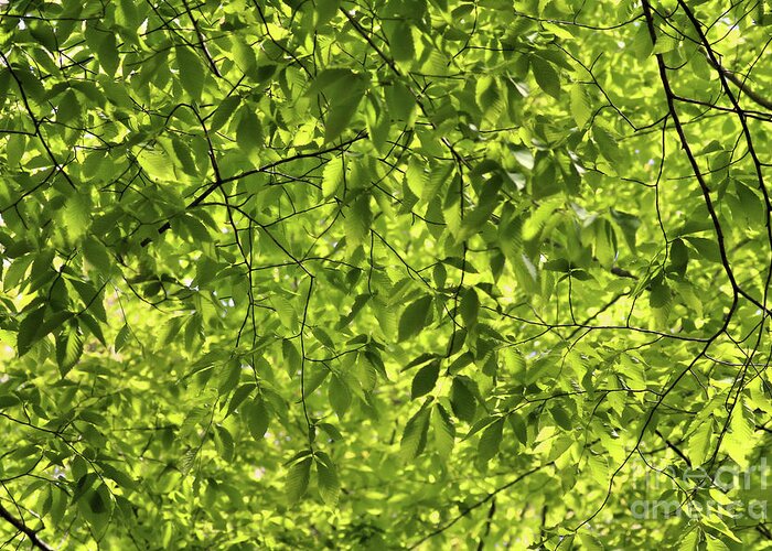 American Beech Greeting Card featuring the photograph Green Canopy by Sandra Huston
