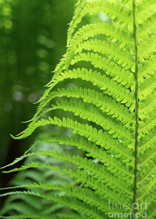Fern Greeting Card featuring the photograph Green fern and summer dream in the forest by Adriana Mueller