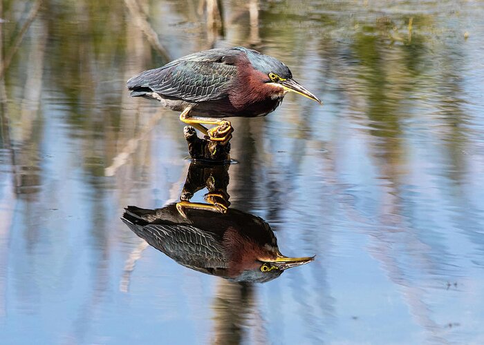 Green Heron Greeting Card featuring the photograph Green Heron 10A by Sally Fuller