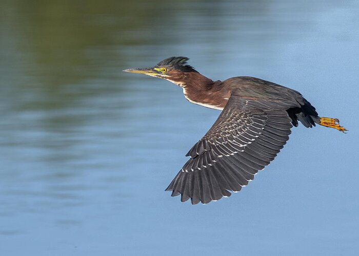 Green Heron Greeting Card featuring the photograph Green Heron 2201-111121-2 by Tam Ryan