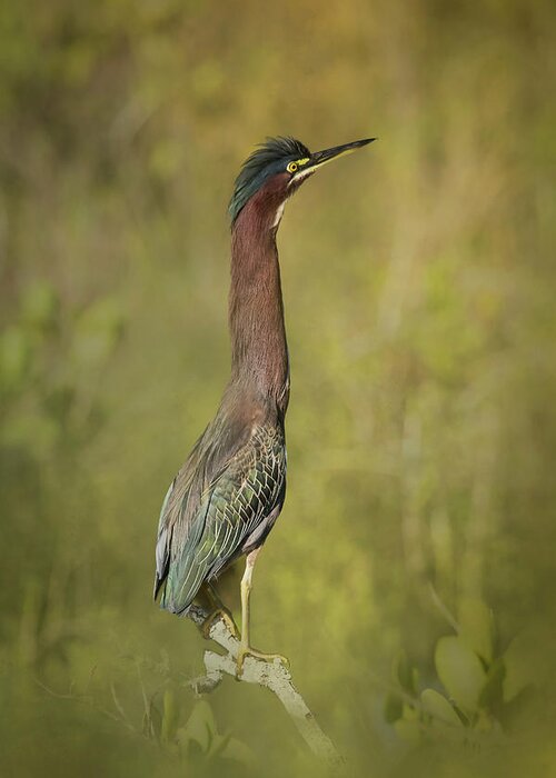 Green Heron Greeting Card featuring the photograph Green Heron 8B by Sally Fuller