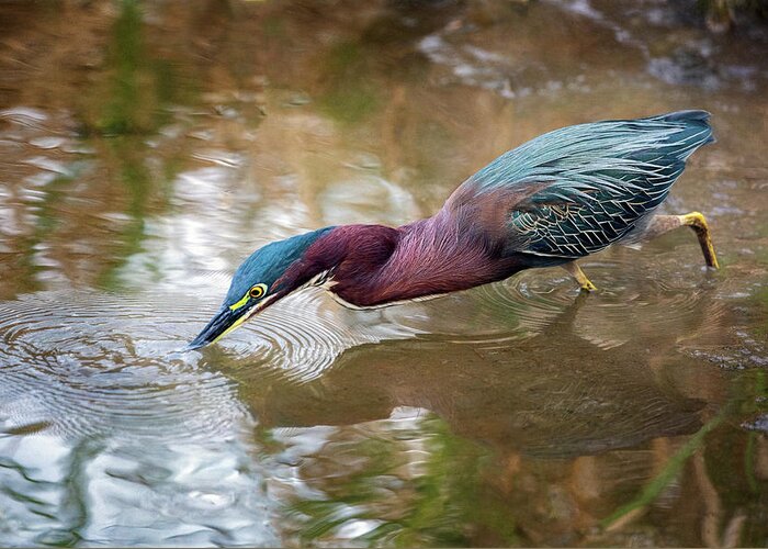 Green Heron Greeting Card featuring the photograph Green Heron Fishing by Jaki Miller