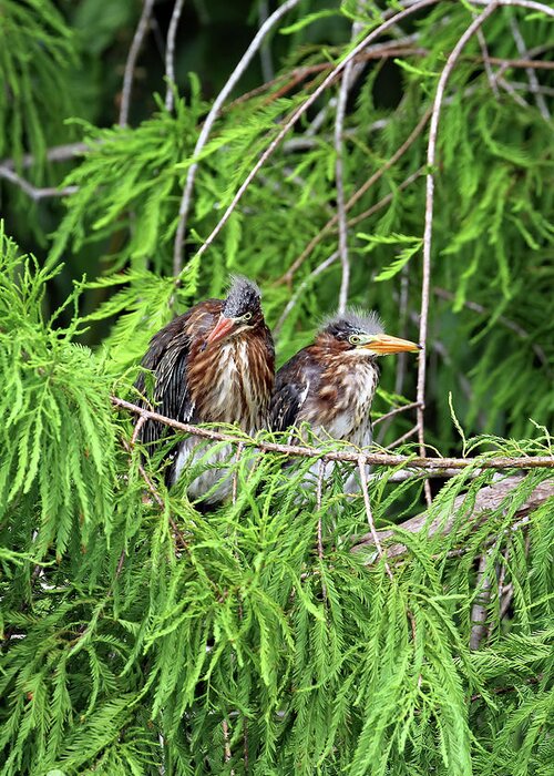 Florida Greeting Card featuring the photograph Green Heron Fledglings by Jennifer Robin